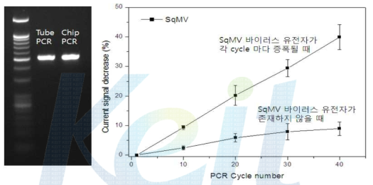 진단 칩에서의 PCR을 통한 DNA 증폭 결과와 SqMV 바이러스 유전자가 존재 할 경우와 그렇지 않을 경우 전기적 신호 감소 %. 검출 대상 바이러스는 SqMV