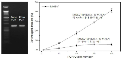 진단 칩에서의 PCR을 통한 DNA 증폭 결과와 MNSV 바이러스 유전자가 존재 할 경우와 그렇지 않을 경우 전기적 신호 감소 %. 검출 대상 바이러스는 MNSV