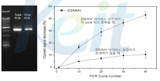 진단 칩에서의 PCR을 통한 DNA 증폭결과와 ZGMMV 바이러스 유전자가 존재할 경우와 그렇지 않을 경우 전기적 신호 감소 %. 검출 대상 바이러스는 ZGMMV