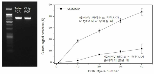 진단 칩에서의 PCR을 통한 DNA 증폭결과와 KGMMV 바이러스 유전자가 존재할 경우와 그렇지 않을 경우 전기적 신호 감소 %. 검출 대상 바이러스는 KGMMV