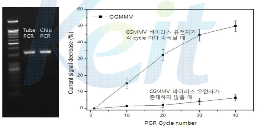 진단 칩에서의 PCR을 통한 DNA 증폭결과와 CGMMV 바이러스 유전자가 존재할 경우와 그렇지 않을 경우 전기적 신호 감소 %. 검출 대상 바이러스는 CGMMV