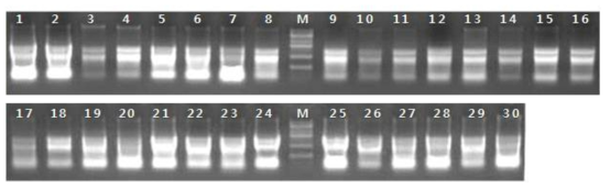 제품 검증을 위한 Total RNA 시료.