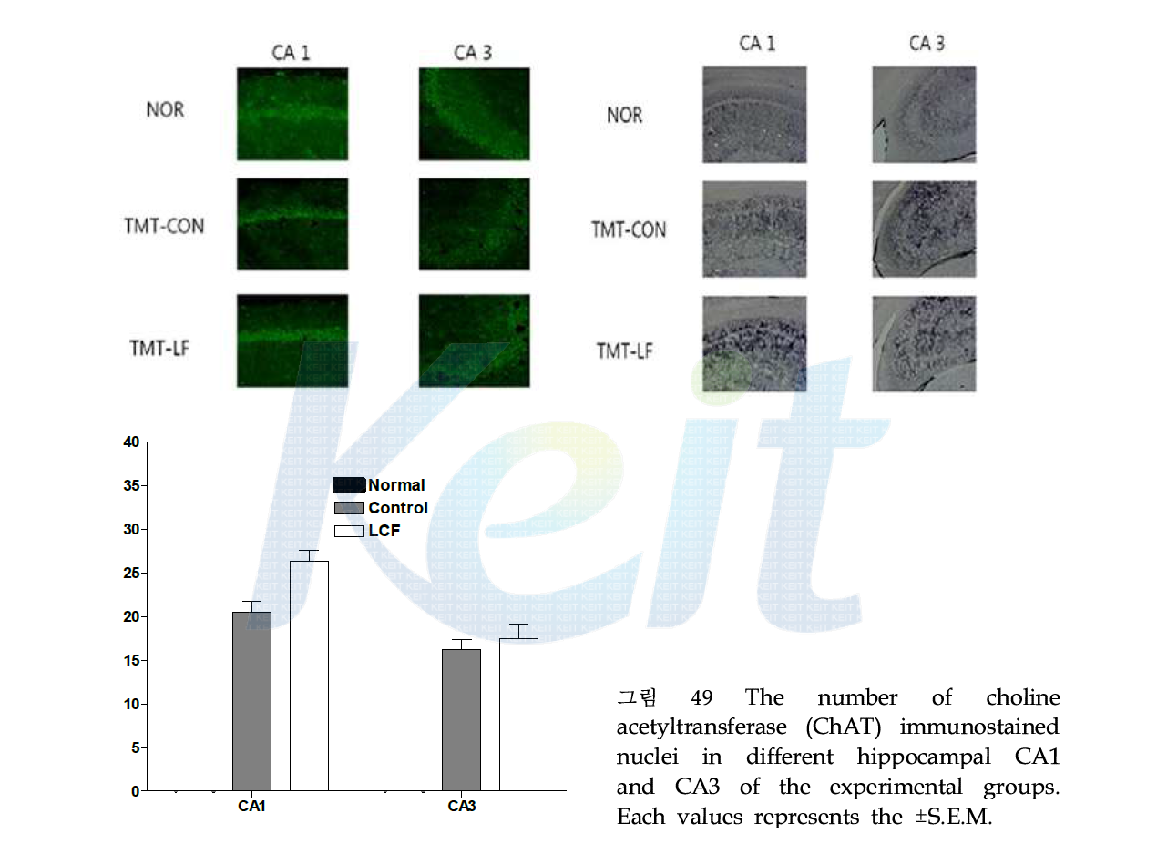 The number of choline acetyltransferase (ChAT) immunostained nuclei in different hippocampal CA1 and CA3 of the experimental groups. Each values represents the ±S.E.M