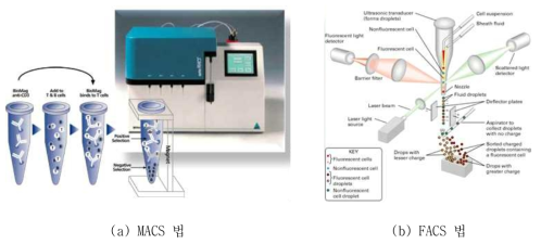 항체를 이용한 Cell 분리 방법