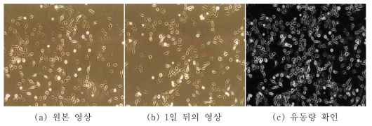 영상 차를 이용한 세포의 유동확인