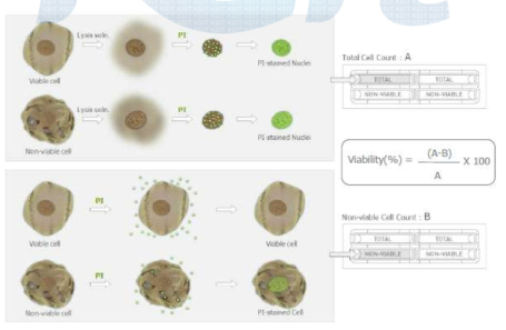 PI를 이용한 Cell Count 원리