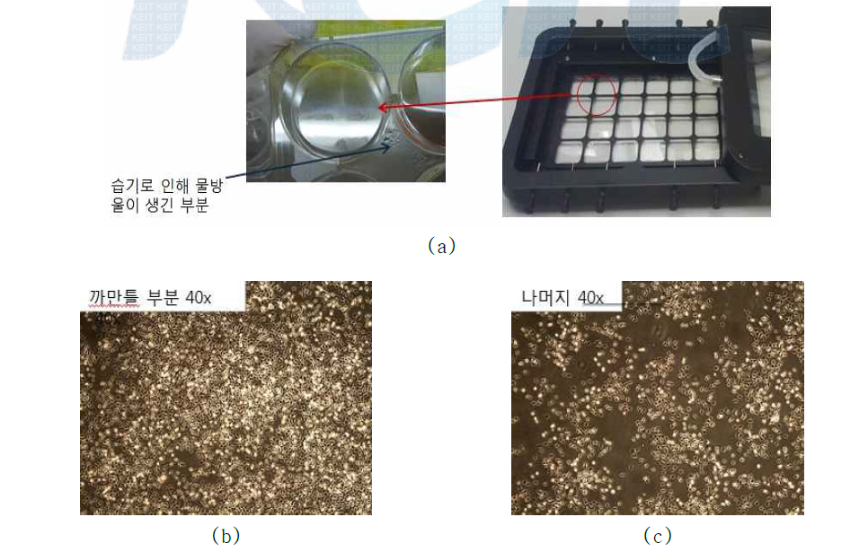 배양 세포 이미지