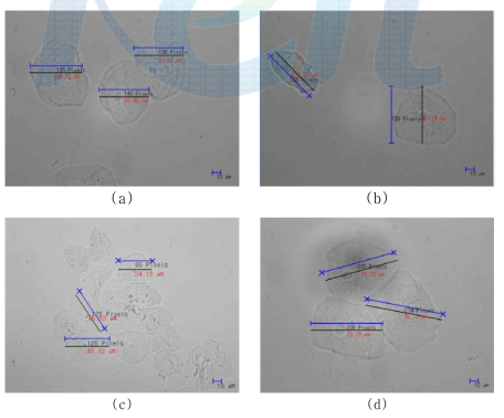 세포 길이, Pixel 측정후 사진