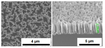 두께 525 μm의 두꺼운 실리콘 기판 위에 성장한 수직 실리콘 나노선의 평면 (좌) 및 단면 (우) SEM 사진