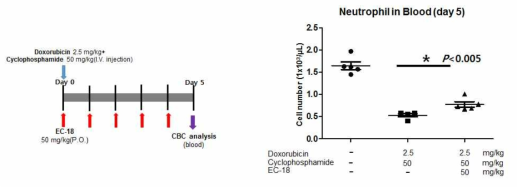 AC regimen으로 유발한 호중구감소증에 대한 EC-18의 효능