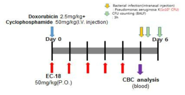 호중구감소증 동물모델에서 감염모델 및 EC-18의 효력 측정 scheme