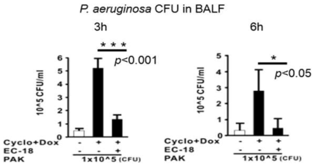 박테리아 감염에 대해 저항성 및 EC-18의 효능 확인 (BALF에서의 균 count)