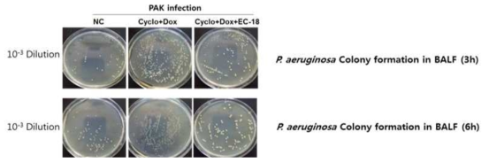 박테리아 감염에 대해 저항성 및 EC-18의 효능 확인 (배양배지 사진)
