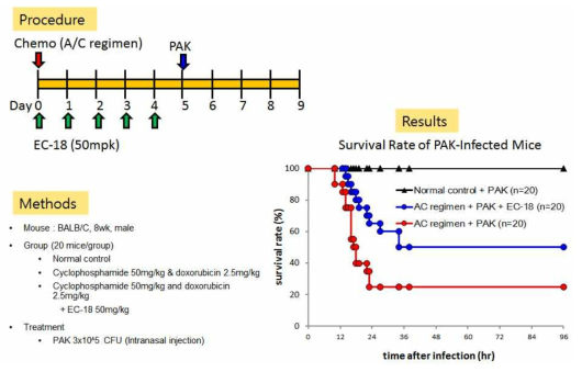 호중구 감소모델에서의 박테리아 감염시 EC-18에 의한 생존률 증가