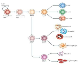 Hematopoietic stem cell로부터 각 혈구세포로의 분화모식도