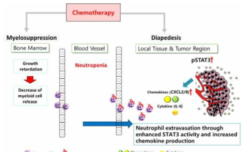 항암제의 의한 호중구 감소증 원인