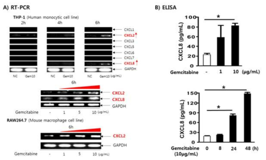 Gemcitabine에 의한 Chemokine CXCL2와 CXCL8의 발현 유도