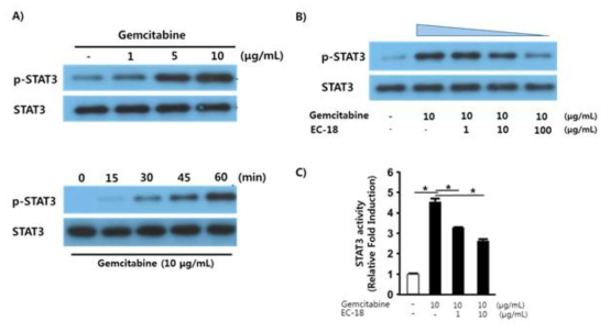 항암제(Gemcitabine)에 의한 STAT3의 활성 유도 및 EC-18이 미치는 효과