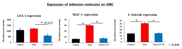 In vivo에서 adhesion molecules 발현 증가 확인 및 EC-18에 의한 저해 효과