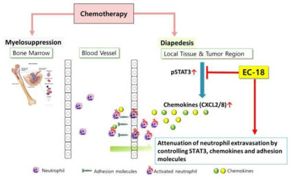 항암제로 인한 호중구감소증 치료제로서의 EC-18 작용기전