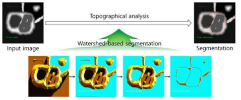 Watershed 기반 영상 분할 과정의 예
