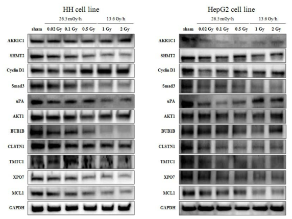 인체 정상 간 세포주 (HH cell)와 간암 세포주 (HepG2)에서 방사선 조사 후 24시간에 후보 단백질 발현 변화를 Western blot 방법으로 확인