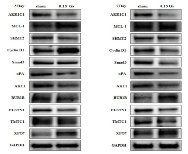 0.15 Gy (6.5 mGy/h) 전신 조사된 BALB/c 마우스의 간조직에서 방사선 조사 3일과 7일후 후보 단백질 발현 변화를 Western blot 방법으로 확인