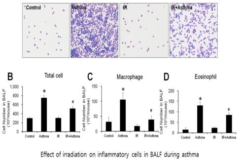 천식동물모델에 저선량율 방사선 조사에 의한 객담에서의 염증세포의 변화