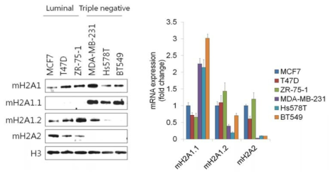 타입별 유방암 세포주들에서 mH2A isoform 들의 발현 패턴 분석