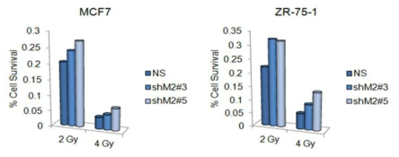 mH2A2가 저발현된 세포에서 방사선 민감도를 확인