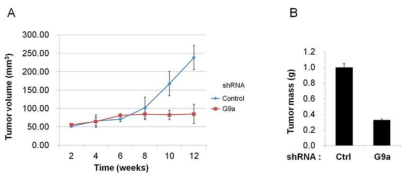 G9a 결핍에 의한 in vivo 종양형성능 감소