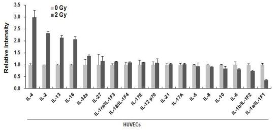 2 Gy 방사선이 조사된 혈관내피세포로부터 분비되는 Interleukin family