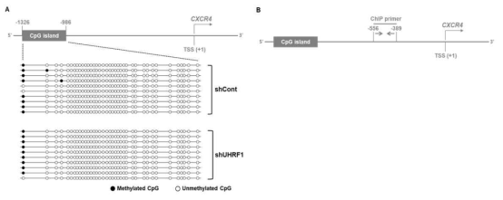 UHRF1 단백질의 유무에 따른 CXCR4 유전자의 promoter 지역의 methylation pattern