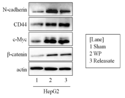 WP 및 releasate 에 의한 HepG2 간암세포의 stemness관련 유전자 발현 변화
