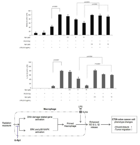 G-Rp1이 방사선에 의해 증가된 LPS-유도의 NO 및 IL-1beta 생성에 미치는 영향