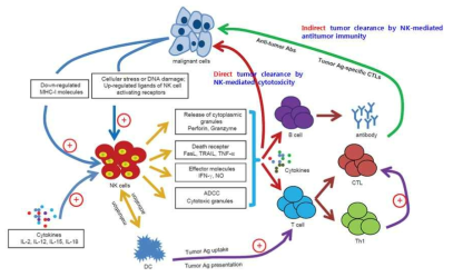 Cellular & Molecular Immunology, 2013