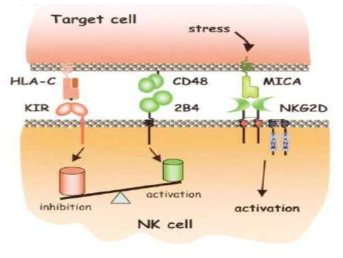 스트레스에 의해서 암세포 표면의 NKG2D 리간드의 발현이 증가함에 따라 NK cell을 activation시키는 기전
