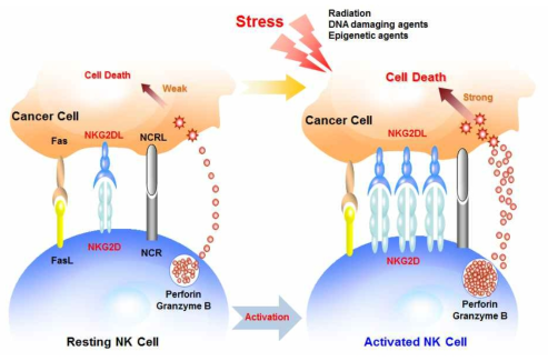 NK cell에 의한 암세포의 사멸 기전