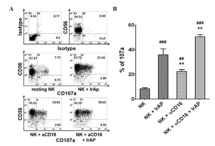 CD107a expression is upregulated in the NK cells expanded by the combination of the αCD16 mAb with IrAPs
