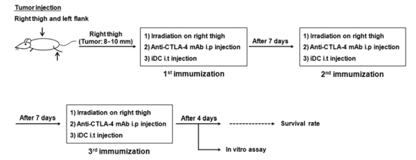 Schematic of the schedule for combination treatment with the anti-CTLA-4 mAb and IR/DC