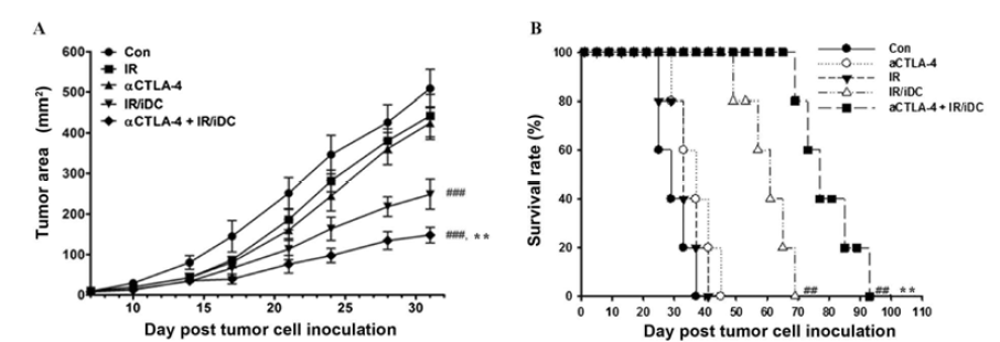 Antitumor effect of anti-CTLA-4 and IR/DC treatment, based on three independent experiments