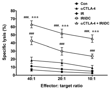 Cytotoxicity of splenocytes on tumor cells following treatment with the anti-CTLA-4 antibody ad IR/DC