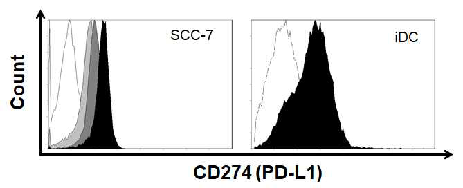 IR upregulates PD-L1 expression in SCC7 tumor cells and immature dendritic cells strongly express PD-L1.