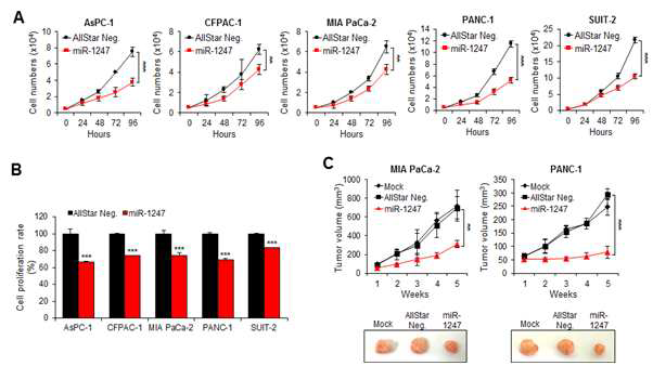 Overexpression of miR-1247 in pancreatic cancer cells inhibits cell growth and proliferation in vitro and in vivo.