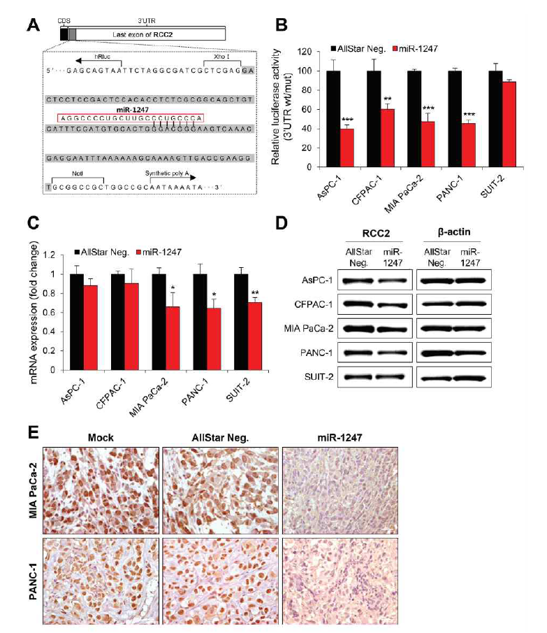 MiR-1247 targets RCC2 in pancreatic cancer cells