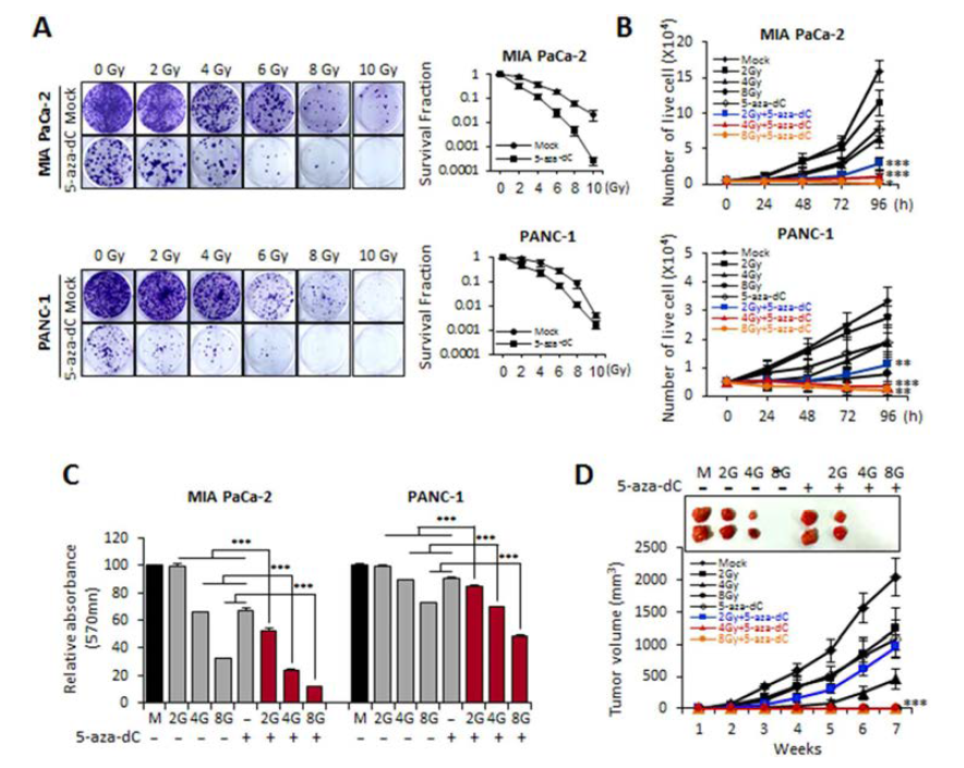 Biological effects of MIA PaCa-2 and PANC-1 cells treated with 5-aza-dC alone and with radiation.