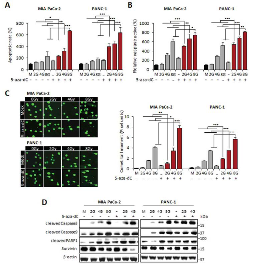 Induction of apoptosis in pancreatic cancer cells by 5-aza-dC treatment alone or with IR.