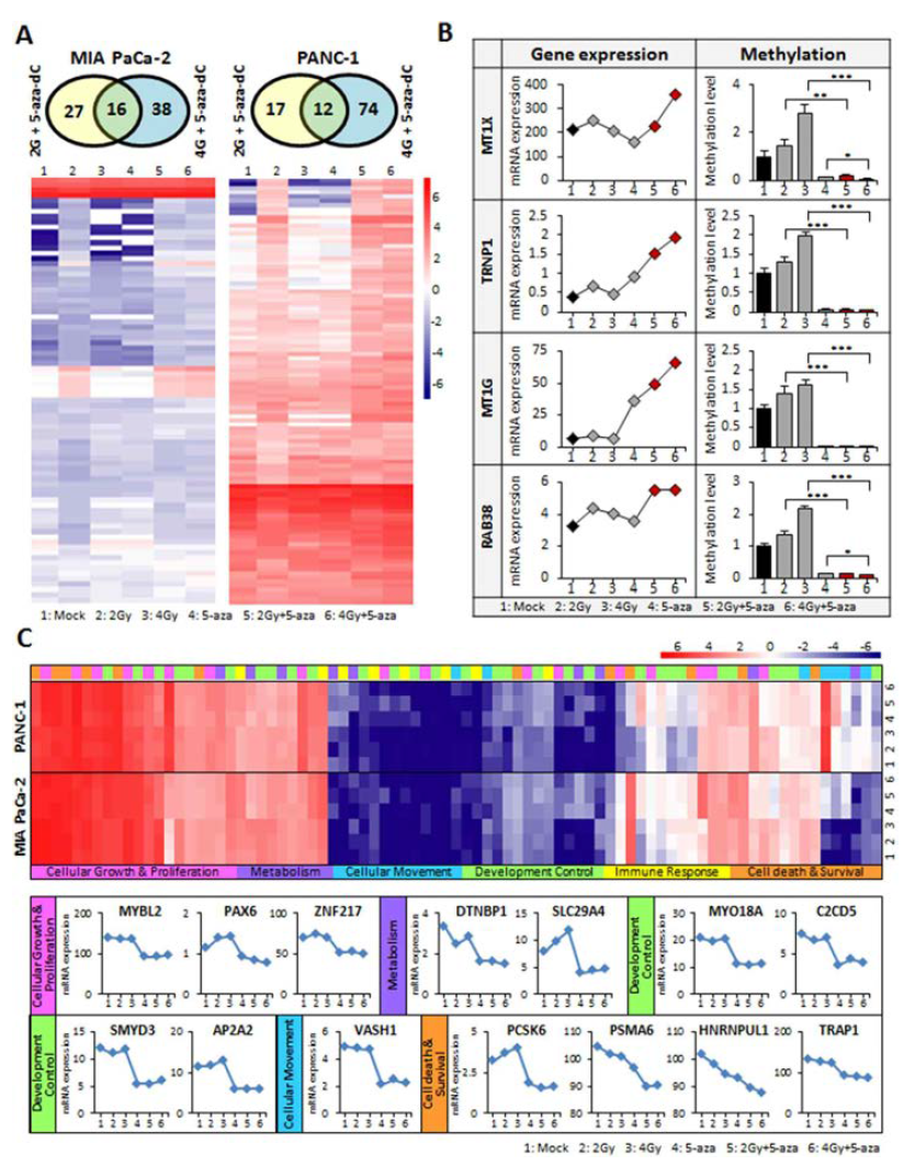 Global transcriptome analysis in pancreatic cancer cells using RNA-seq