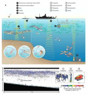 Examples of acoustic tools for studying marine ecosystem