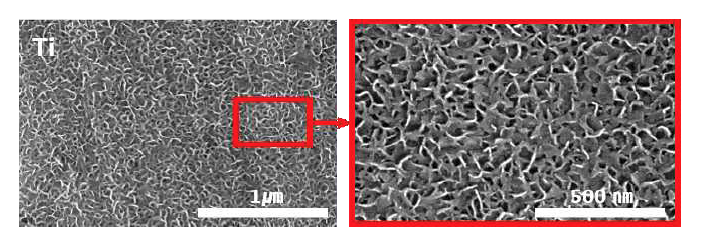 표면 개질된 티타늄(Ti)의 FE-SEM 이미지